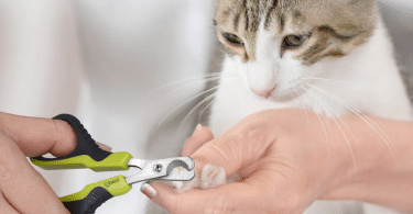 Comment couper les griffes d'un chat